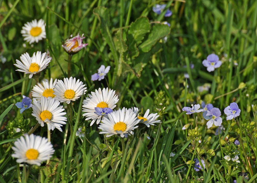 Gänseblümchen und Ehrenpreis