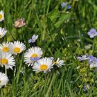 Gänseblümchen und Ehrenpreis