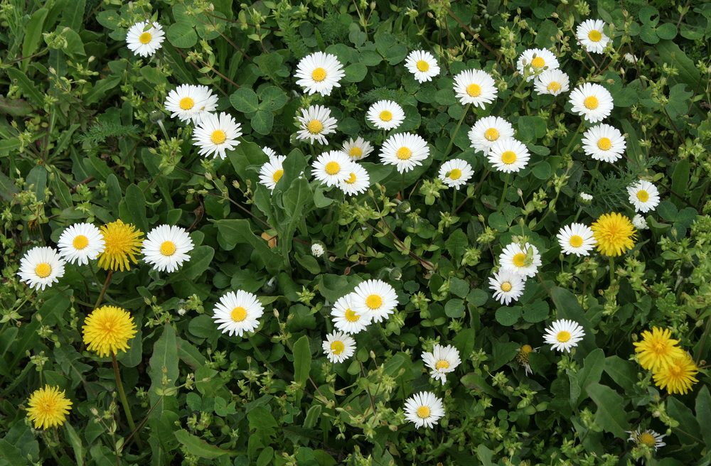 Gänseblümchen und Löwenzahn