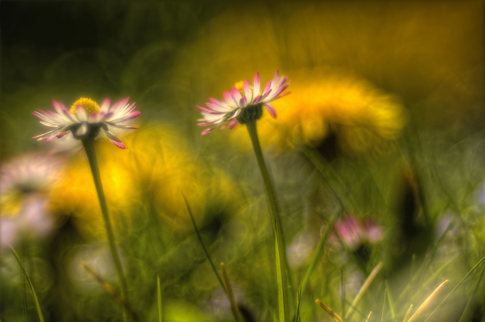 Gänseblümchen und Löwenzahn