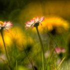 Gänseblümchen und Löwenzahn