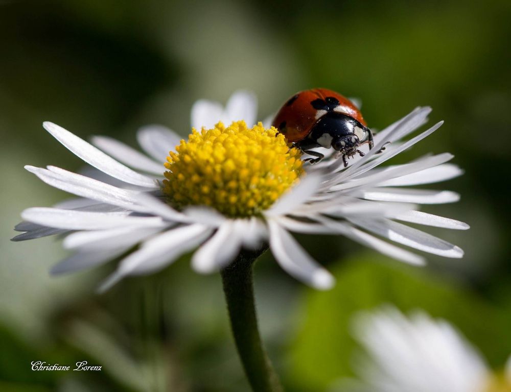 Gänseblümchen und Marini