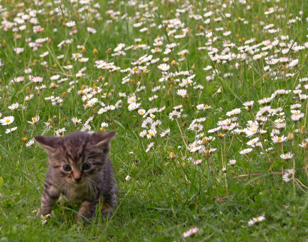 Gänseblümchen und Mini-Miez