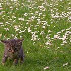 Gänseblümchen und Mini-Miez