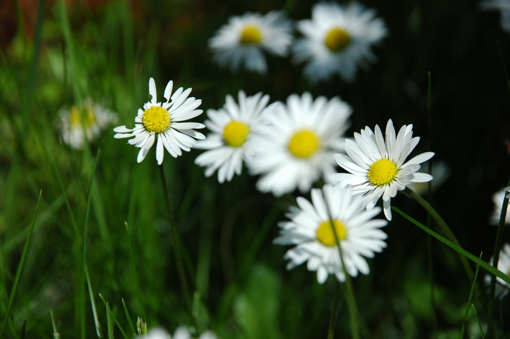 Gänseblümchen unter Artgenossen