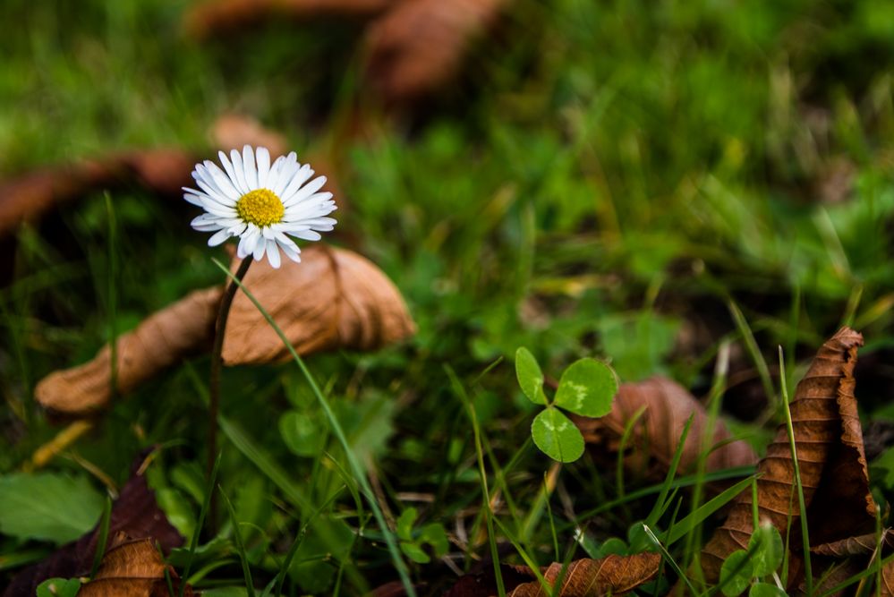 Gänseblümchen unter einer Kastanie im Herbst