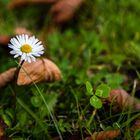 Gänseblümchen unter einer Kastanie im Herbst