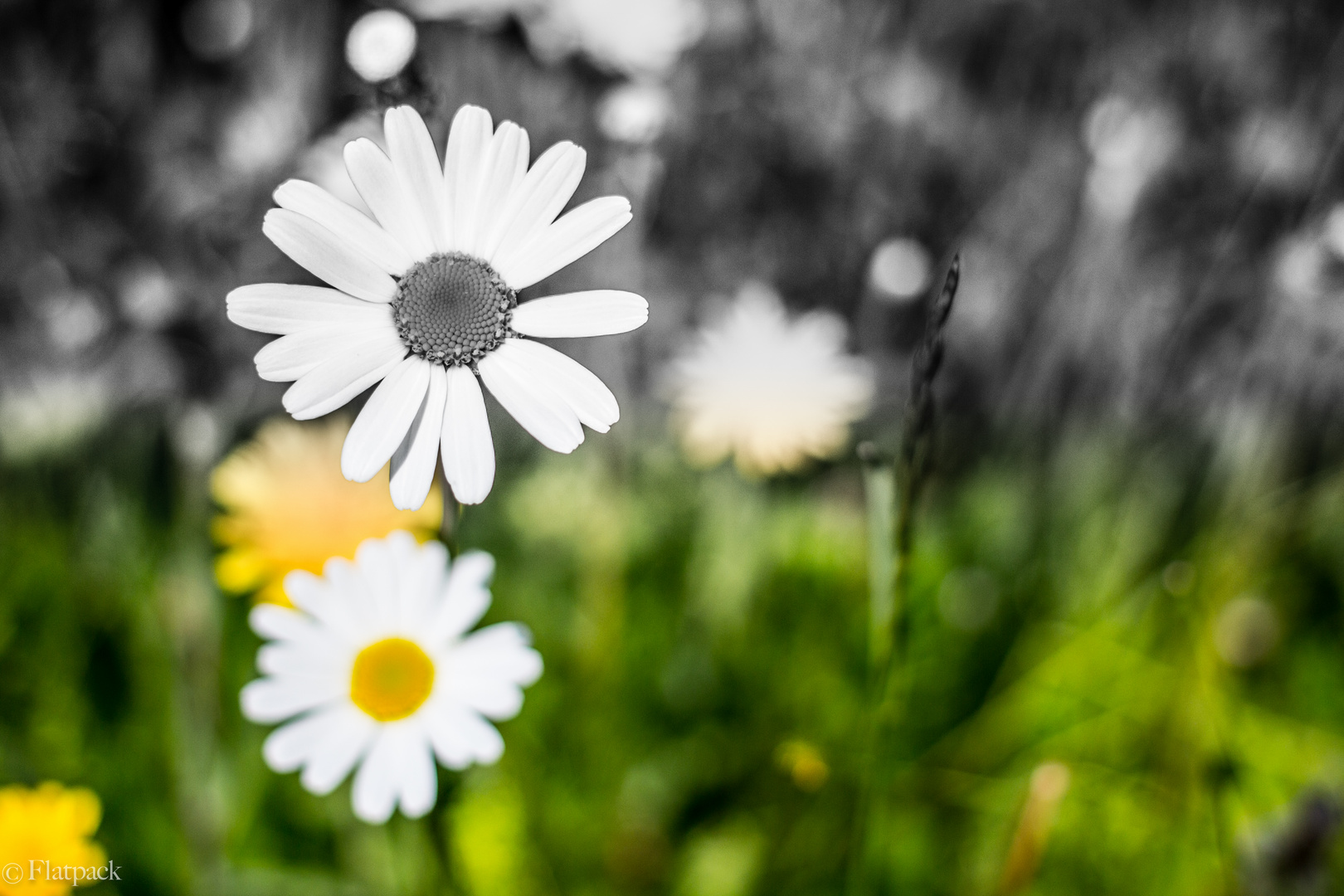 Gänseblümchen Verlauf