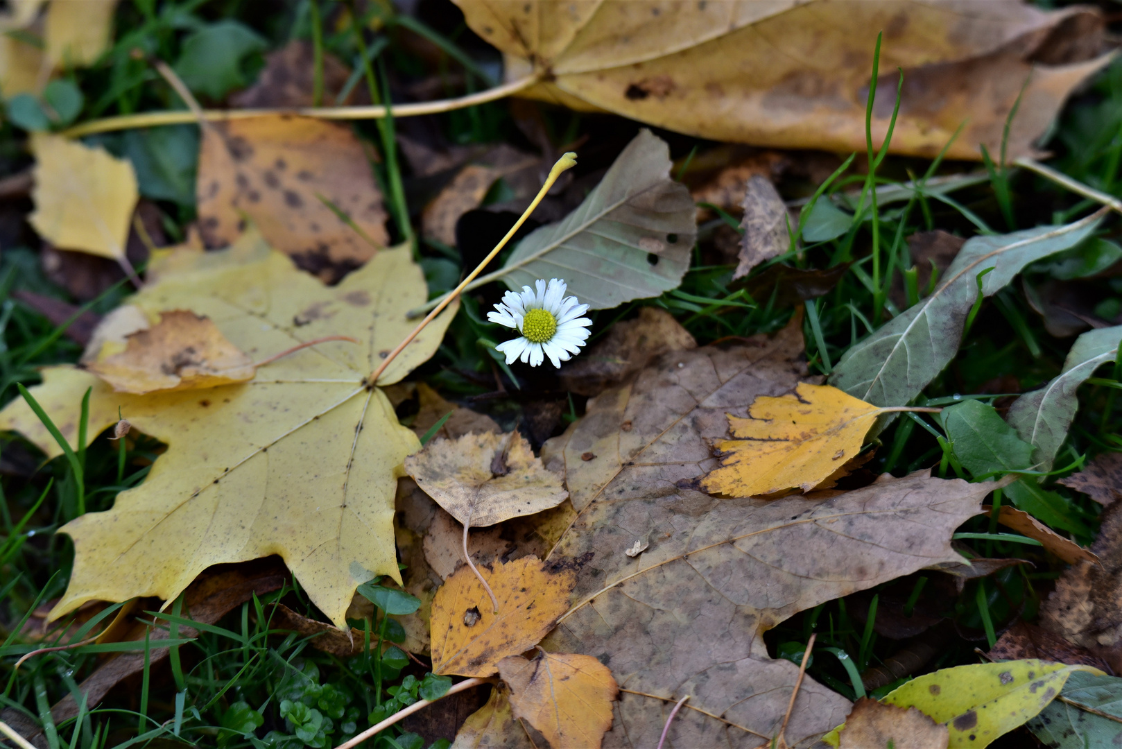 Gänseblümchen versteckt im Herbstlaub