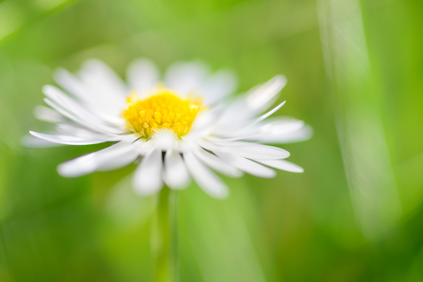 Gänseblümchen, verträumt 