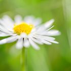 Gänseblümchen, verträumt 