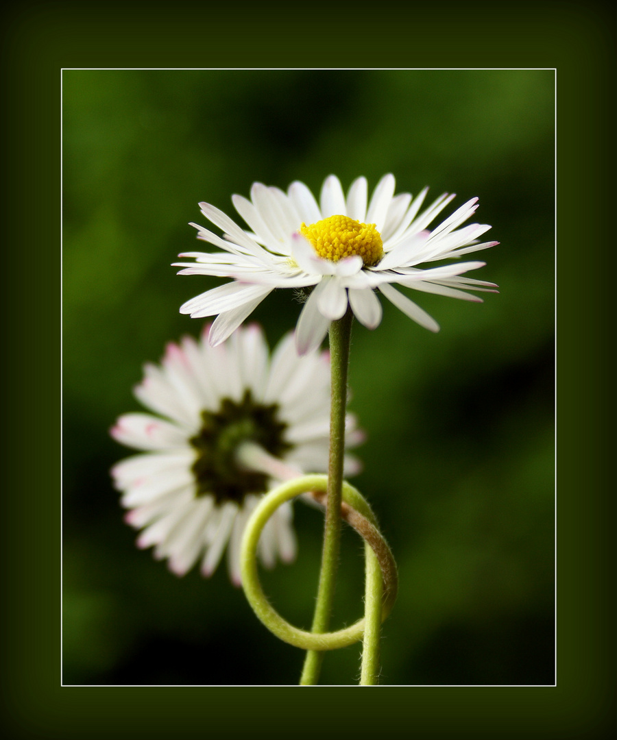 ~Gänseblümchen VII~