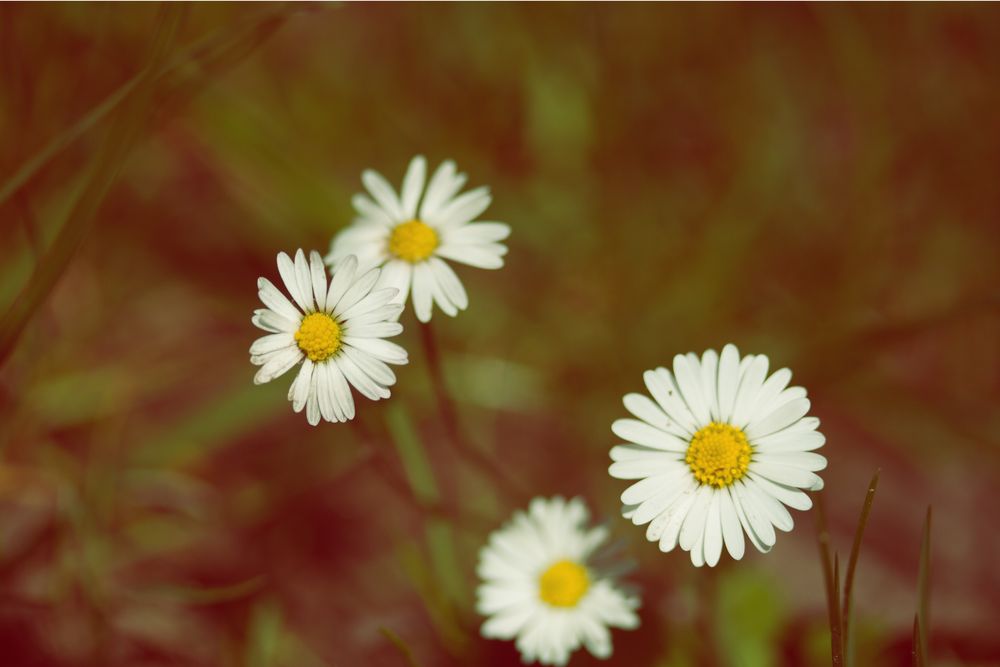 Gänseblümchen Vintage