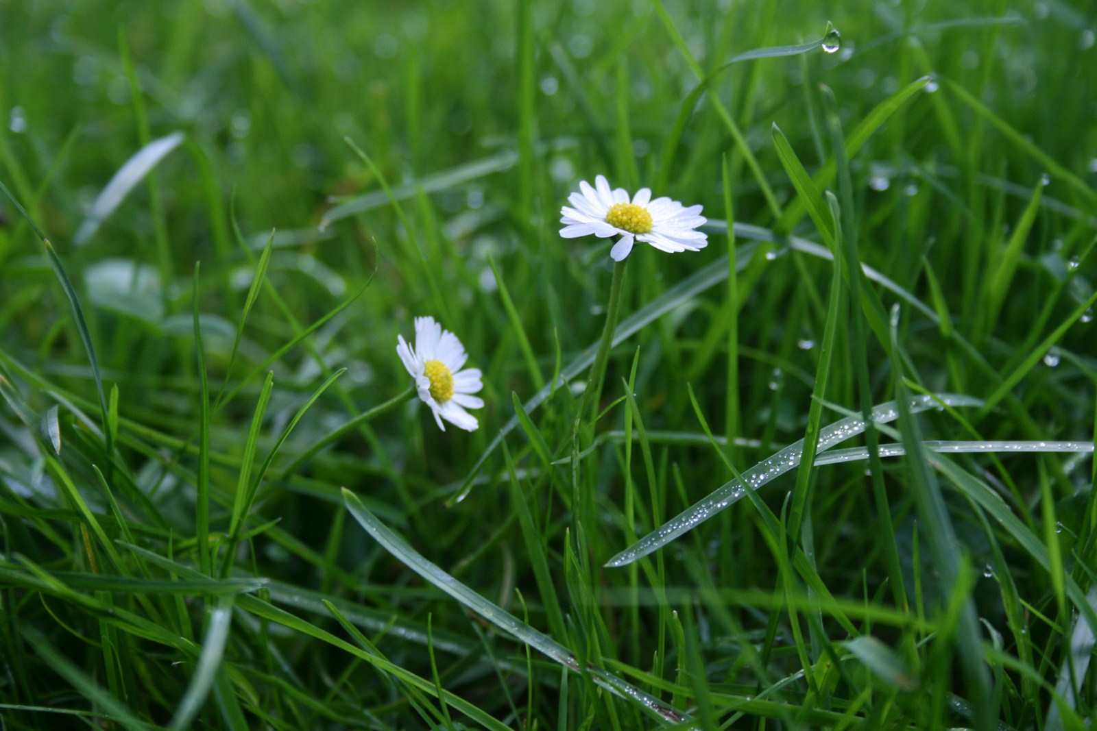 Gänseblümchen vom Morgentau geküsst