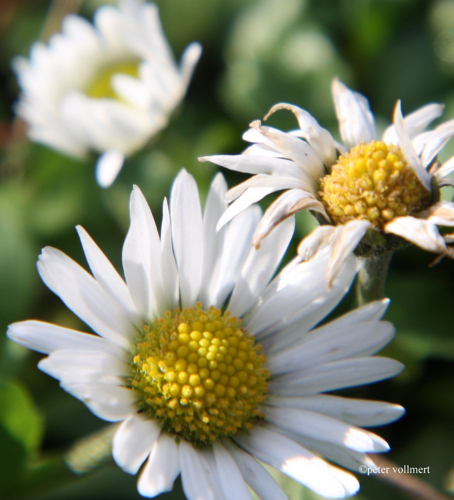 Gänseblümchen vom Wetter zerzaust