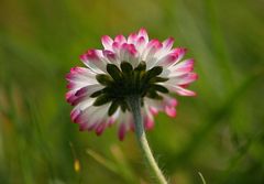 Gänseblümchen von unten