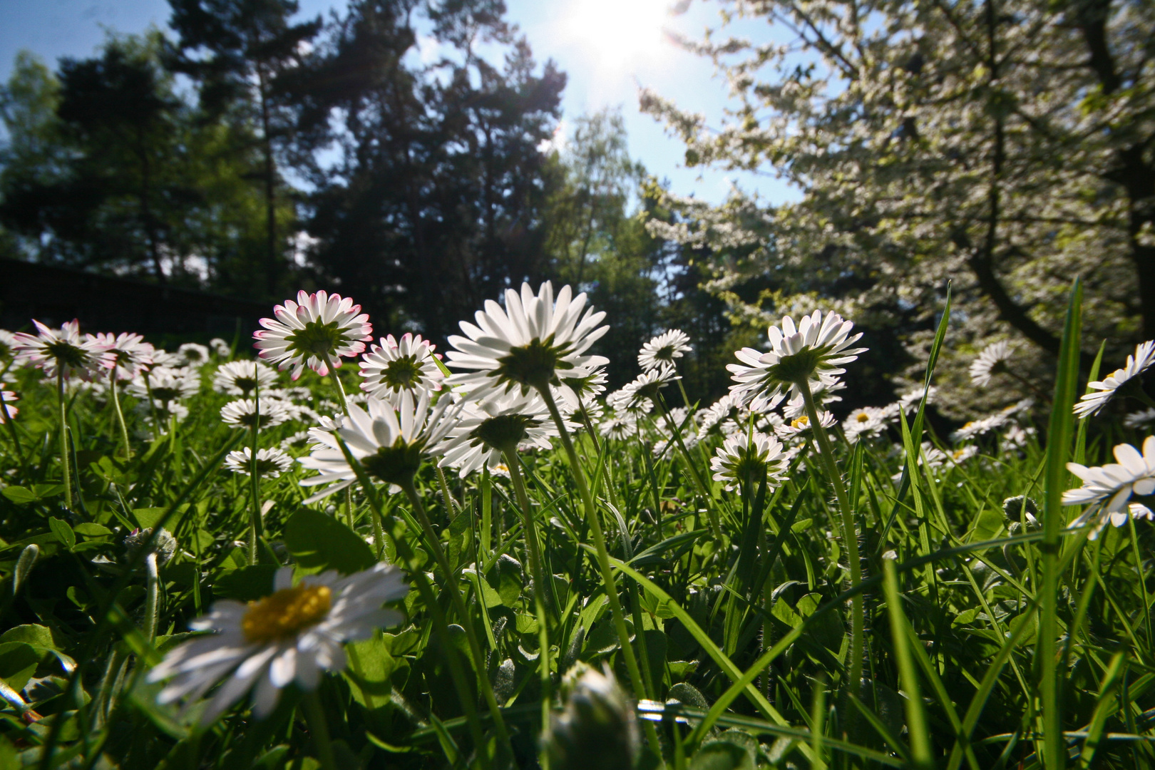 Gänseblümchen von unten