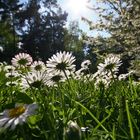 Gänseblümchen von unten