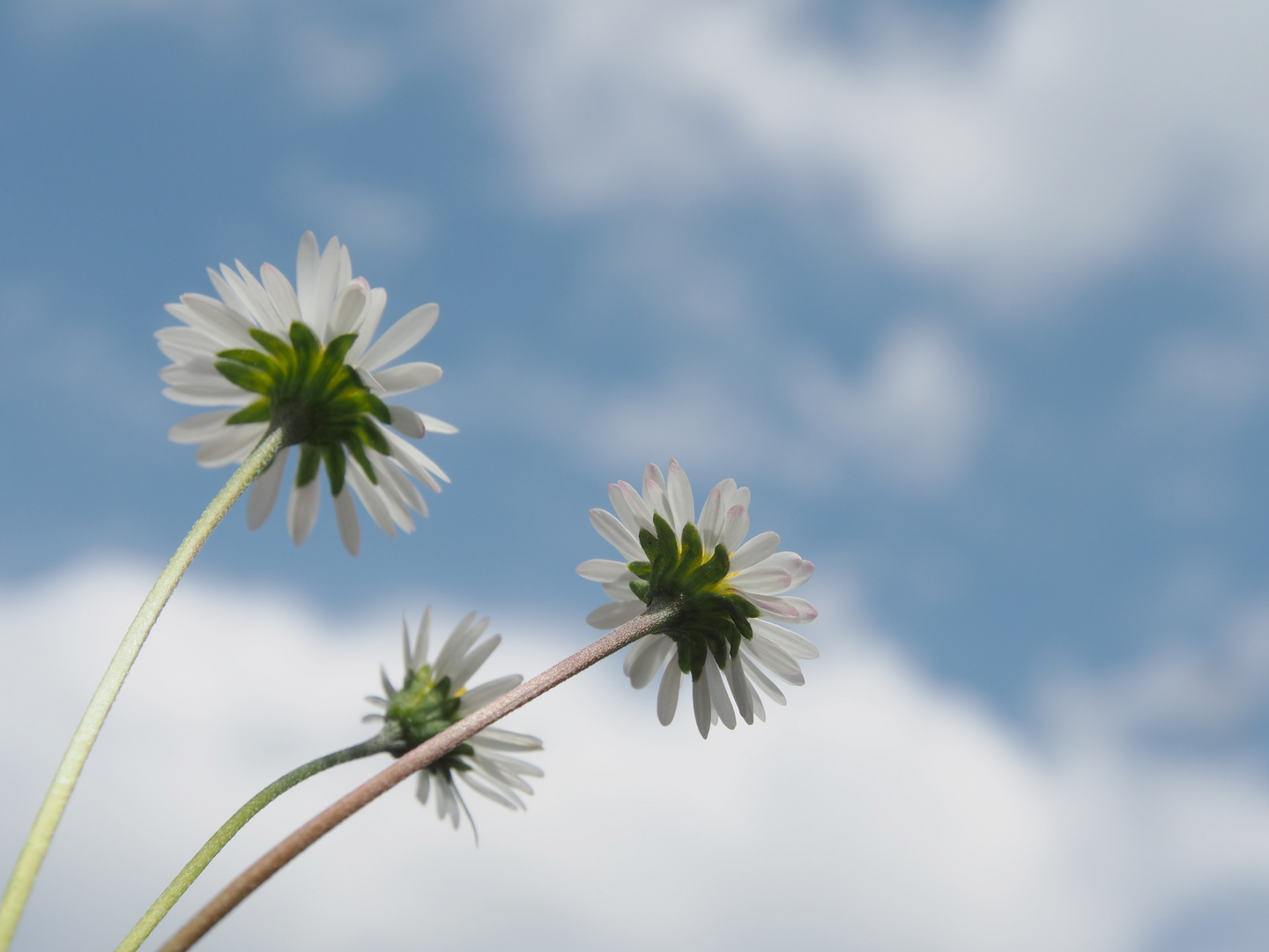 Gänseblümchen von unten