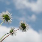 Gänseblümchen von unten