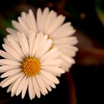 Gänseblümchen vor dem Haus.