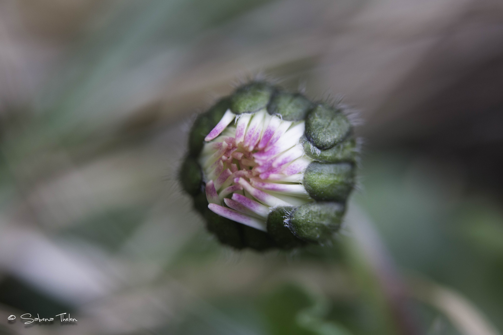 Gänseblümchen vor der Blüte