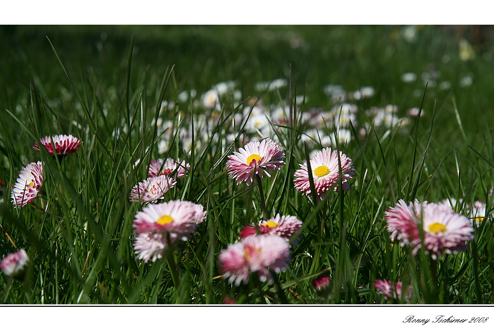 Gänseblümchen vor der Rasur