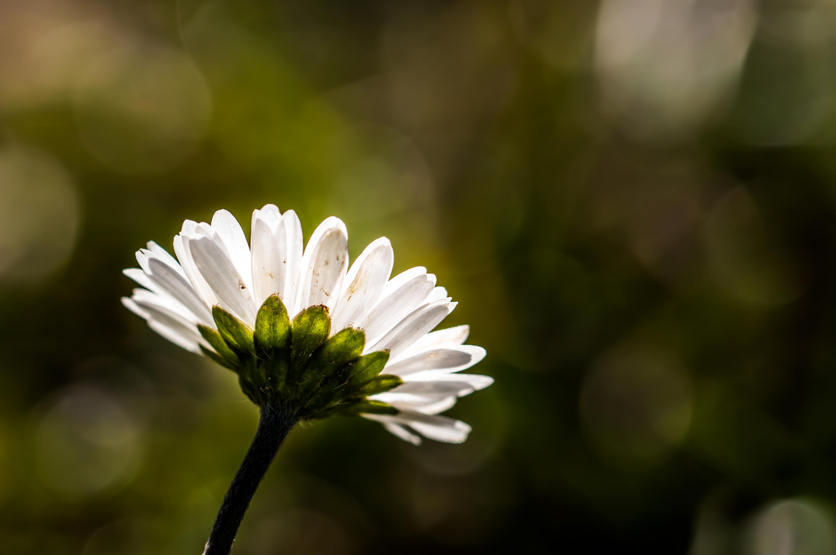 Gänseblümchen vor der tiefstehenden Dezembersonne