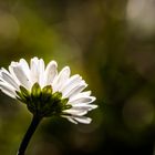 Gänseblümchen vor der tiefstehenden Dezembersonne