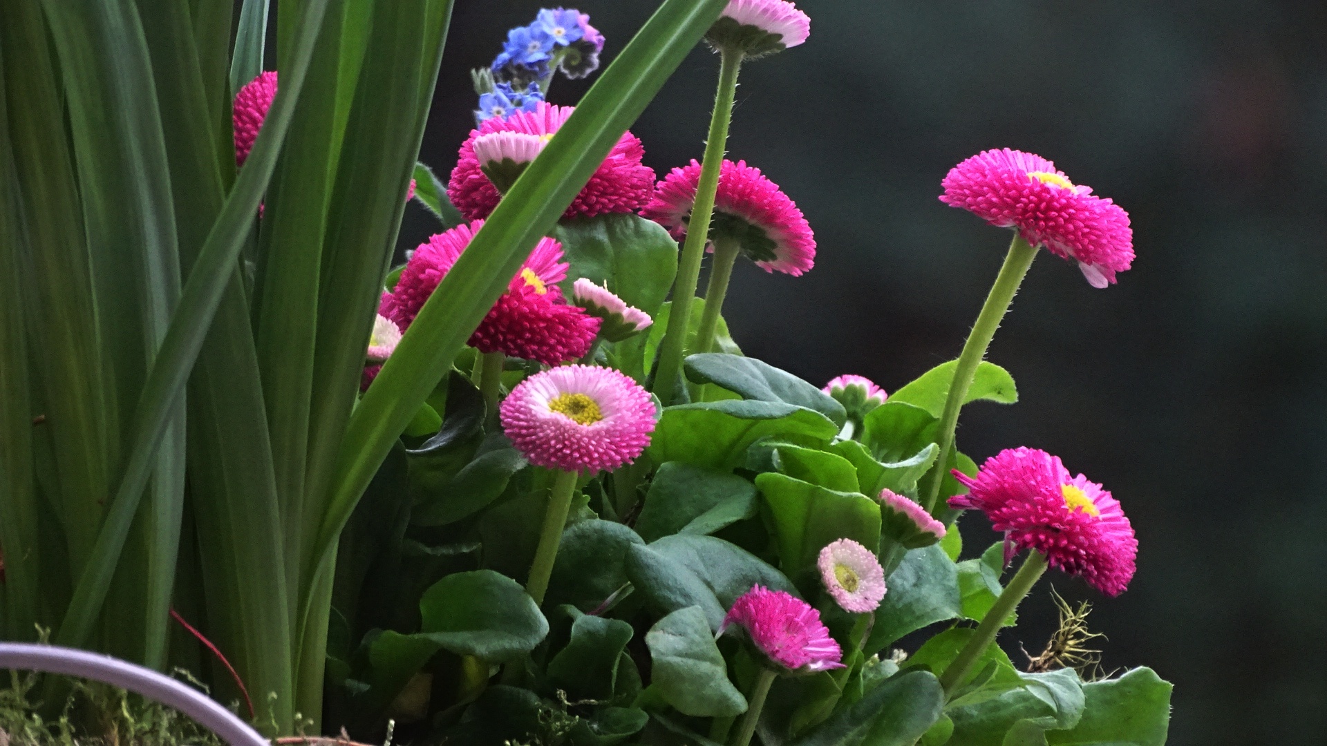 Gänseblümchen vor grünem Hintergrund