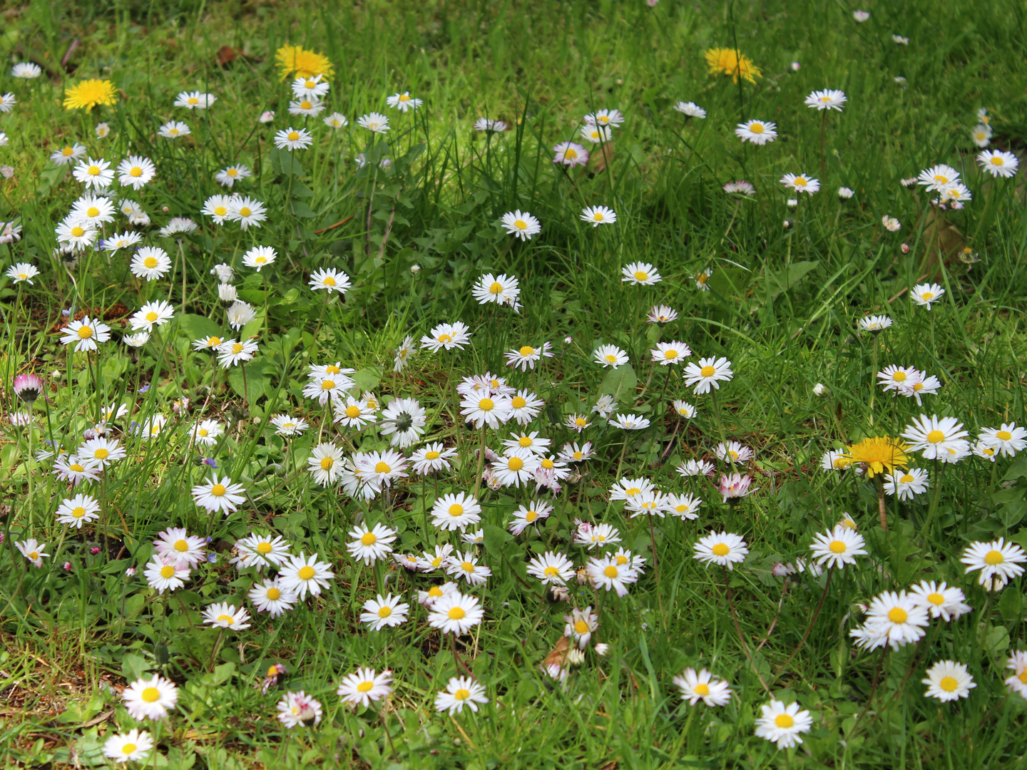 Gänseblümchen Wiese