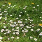 Gänseblümchen Wiese