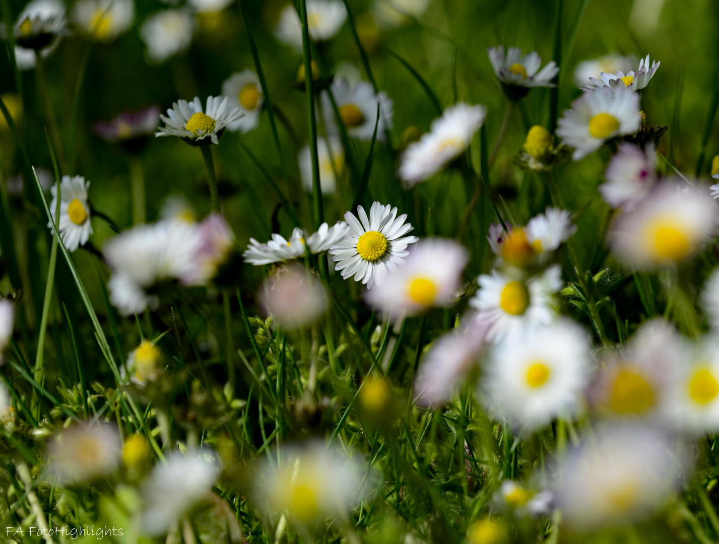 Gänseblümchen Wiese