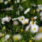 Gänseblümchen Wiese