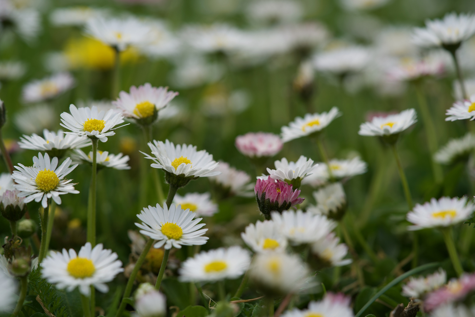 Gänseblümchen Wiese so weit das Auge reicht