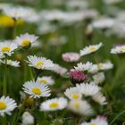 Gänseblümchen Wiese so weit das Auge reicht