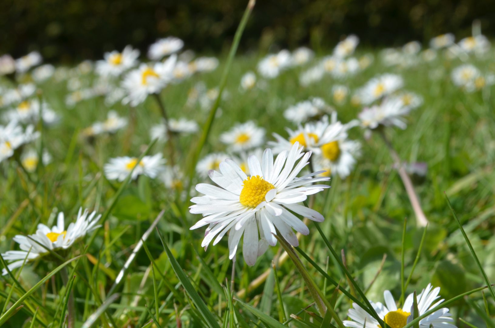 Gänseblümchen wohin das Auge blickt ....