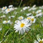 Gänseblümchen wohin das Auge blickt ....