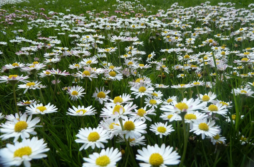 Gänseblümchen zählen,