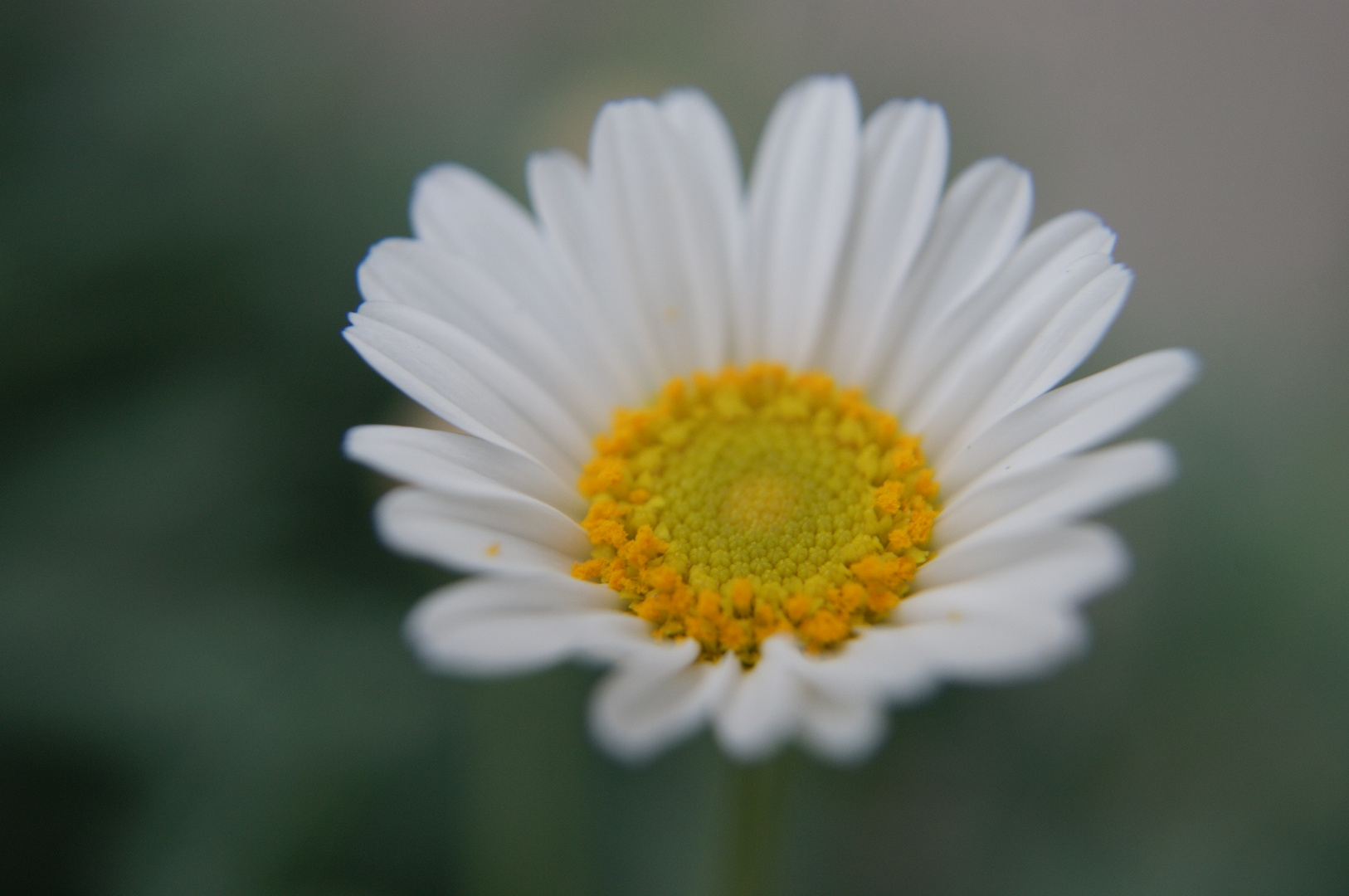 Gänseblümchen zart und fein...