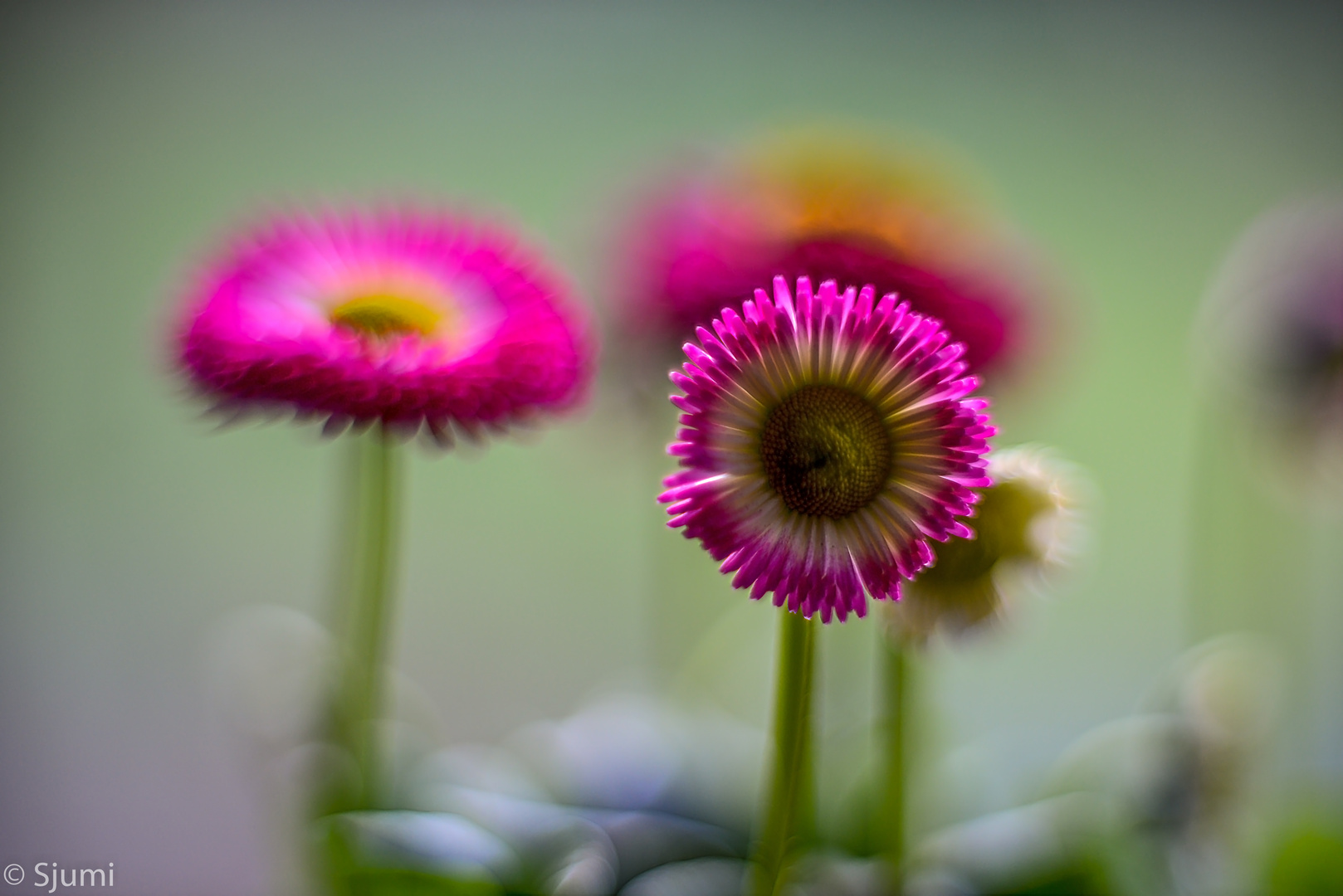 Gänseblümchen Zauber