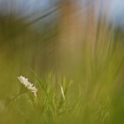 Gänseblümchen-Zauber...