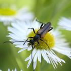 ....Gänseblümchen zum Frühstück.....