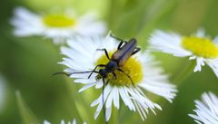 ....Gänseblümchen zum Frühstück.....