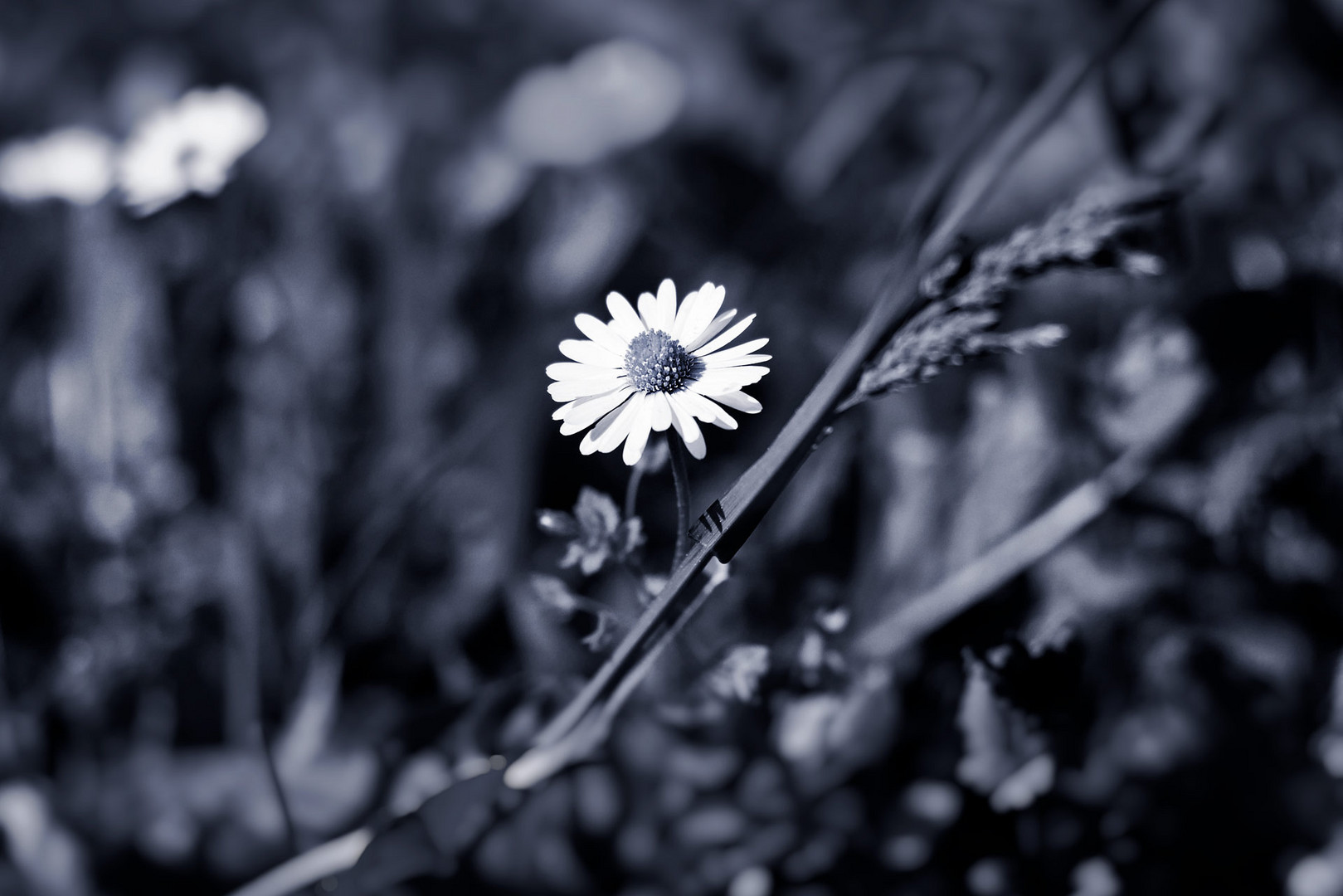 Gänseblümchen zum Mittwoch 