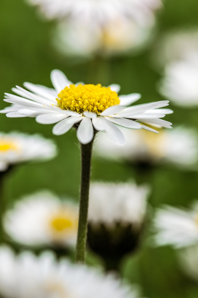 Gänseblümchen zum Mittwoch