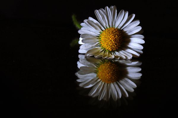 Gänseblümchen zum spiegeln