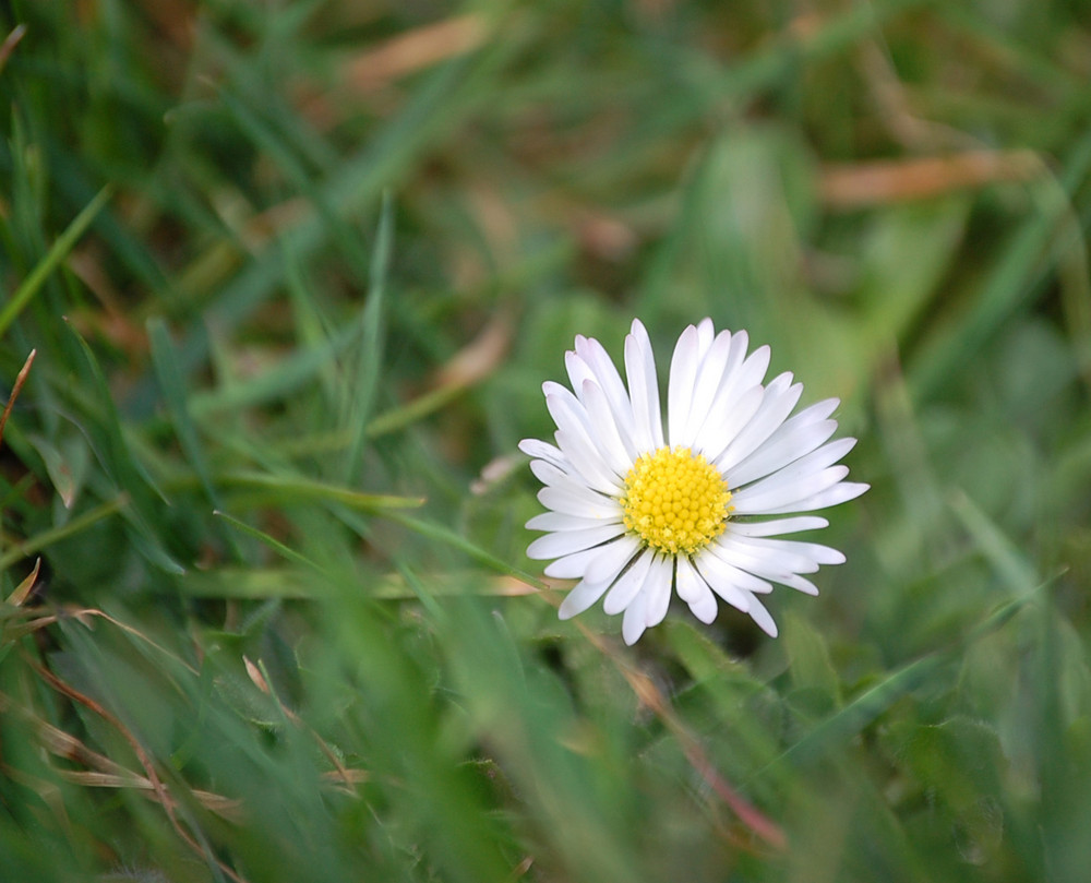 Gänseblümchen1