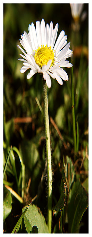 Gänseblümchen1