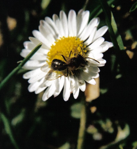 gänseblümchen1